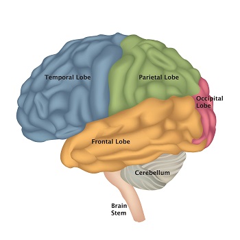 Parts of the human brain