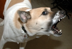 aggressive dog snarling with teeth