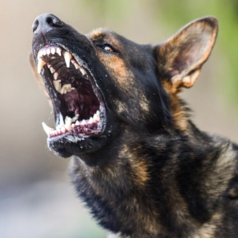 GriffithLaw Injury Lawyers