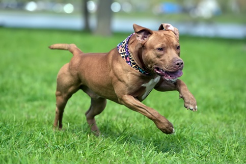 pitbull running in a field
