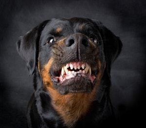 Ferocious dog showing teeth