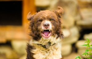 Angry dog ready to attack