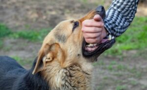 What Should I Do if I Was Bitten by a Dog While Working?