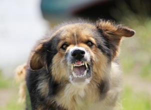 aggressive dog baring teeth