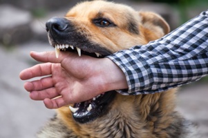 dog attack injuries to children