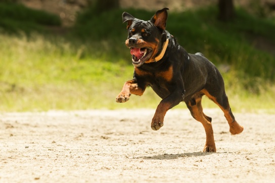threatening dog off-leash 