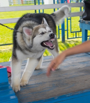 Husky dog on leash snarling at person
