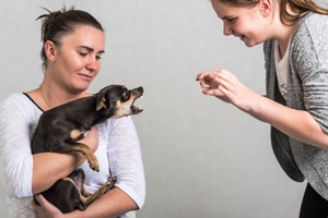 woman teasing aggressive dog held by owner
