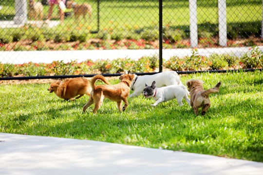 small dogs playing in fenced-in dog park